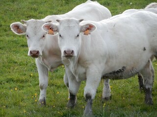 Vakantiehuis Vignol  38