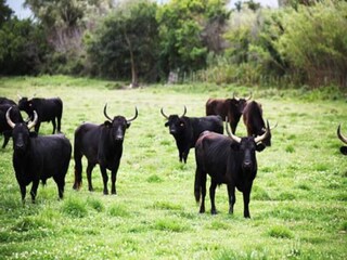 Holiday house Vignol Environment 29