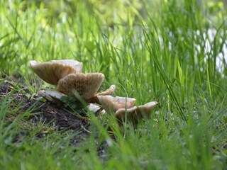 Holiday house Autingues  37