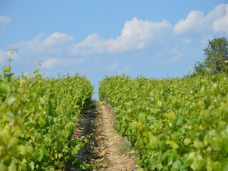 Villa Le Boulou Ambiente 21