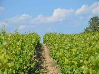 Villa Le Boulou Omgeving 24