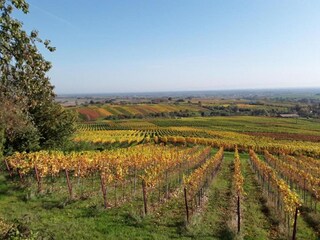 Vakantiehuis Salmbach Omgeving 31