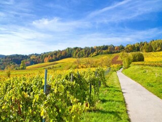 Vakantiehuis Salmbach Omgeving 34