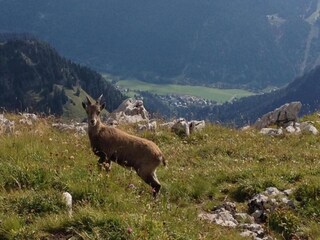 Chalet Les Gets Entorno 33