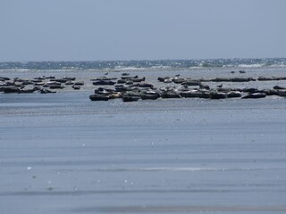 Borkum