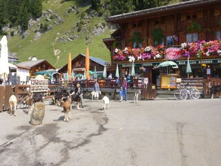 Chalet Saint-Jean-d'Aulps Environnement 19