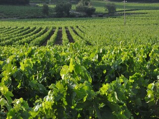 Villa La Croix-Valmer Environnement 28