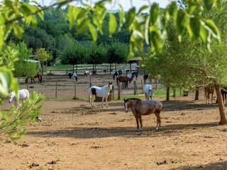 Casa per le vacanze Le Luc Ambiente 36