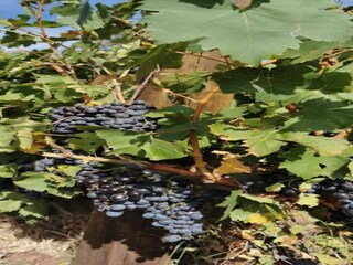Villa Vidauban Environnement 36