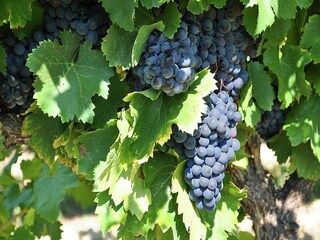 Casa per le vacanze Vaison-la-Romaine  39