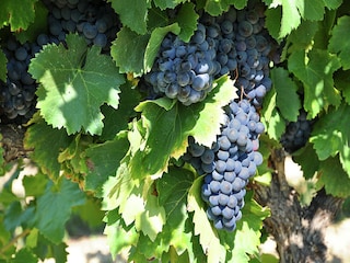 Ferienhaus Vaison-la-Romaine  39