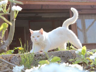 Kater Paul vorm Pferdestall