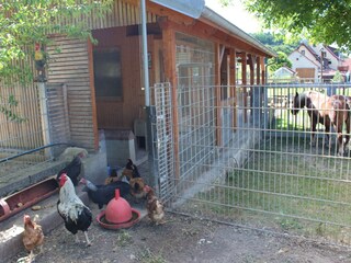 Hühnerstall