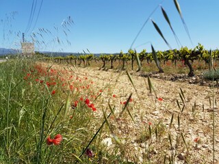 Villa Saint-Pierre-de-Vassols Environnement 32