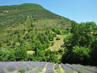 Villa Malaucène Environment 25