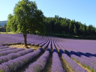 Villa Malaucène Environnement 27
