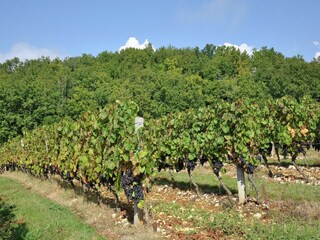 Villa Malaucène Environnement 37
