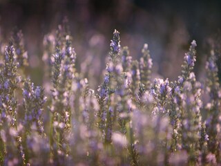 Type de propriété : Chalet Valréas Environnement 31