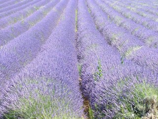 Vakantiehuisje Valréas  39