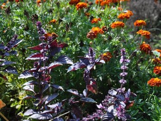 Ferienhaus L´Isle sur la Sorgue Umgebung 38