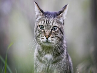 Maison de vacances Marsais-Sainte-Radégonde  36