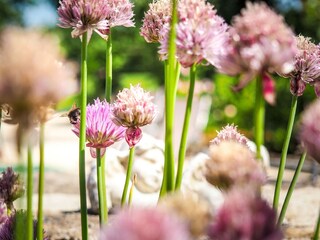 Holiday house Marsais-Sainte-Radégonde Outdoor Recording 4