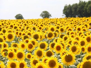 Casa de vacaciones Marsais-Sainte-Radégonde Entorno 32
