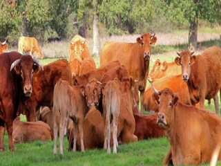 Maison de vacances Jumilhac-le-Grand Environnement 27