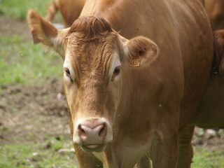 Maison de vacances Rochesson  39