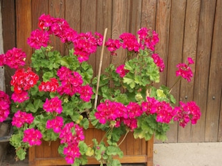 Ferienhaus Bains-les-Bains  38