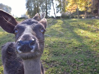 Vakantiehuis Bains-les-Bains Omgeving 31