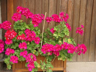 Casa per le vacanze Bains-les-Bains  40