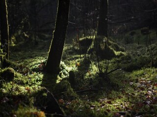 Maison de vacances Bains-les-Bains Environnement 34