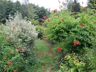 Casa de vacaciones Bains-les-Bains Entorno 36