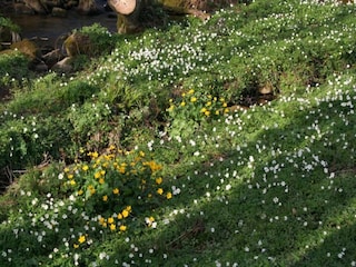 Ferienhaus Bains-les-Bains Umgebung 32