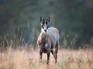 Chalet La Bresse Entorno 29