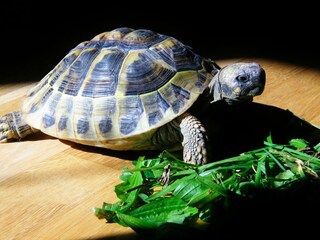 Casa per le vacanze Bad Goisern Ambiente 22