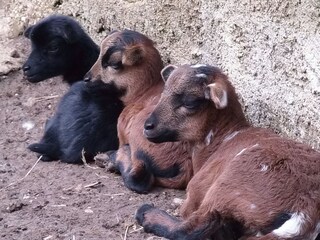 Casa per le vacanze Bad Goisern Ambiente 29