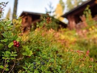 Blaubeeren und Preiselbeeren wachsen  rings ums Haus