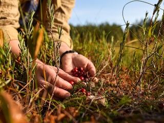Cranberries kann im in Moor sammeln