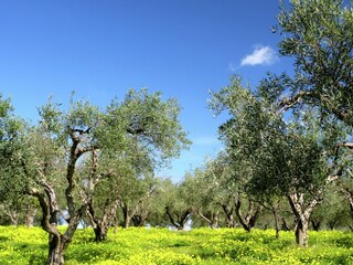 Holiday house Archea Eleftherna Environment 35