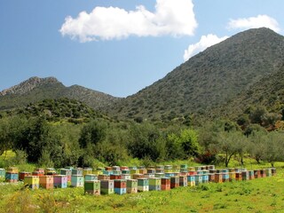 Holiday house Archea Eleftherna Environment 40