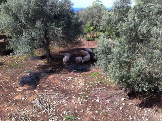 Villa Prines Buitenaudio-opname 18