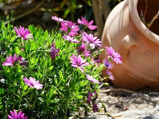 Villa Megalochori (Santorini)  39