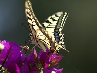 Vakantiehuis Kritinia Buitenaudio-opname 5