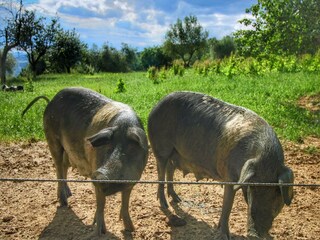 Type de propriété : Ferme Rufina Environnement 30