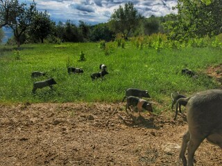 Type de propriété : Ferme Rufina Environnement 31
