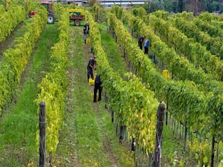 Type de propriété : Ferme Carmignano Environnement 33