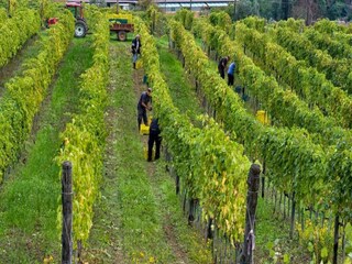 Bauernhof Carmignano Umgebung 34