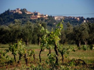 Holiday house Castagneto Carducci Environment 30